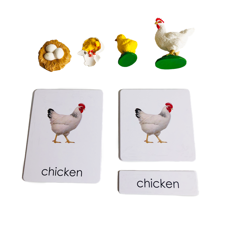 Cartes et modèles d'animaux du - Kids Education Card avis et prix