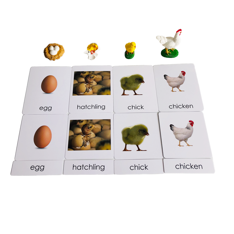 Cartes et modèles d'animaux du - Kids Education Card avis et prix