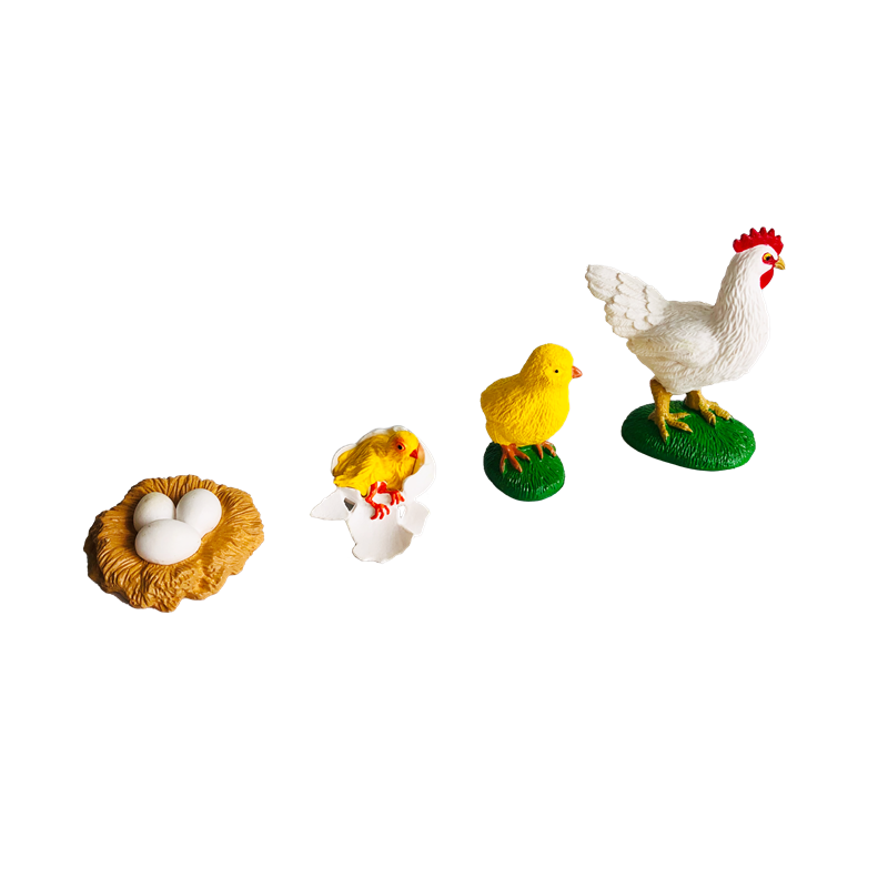 Cartes et modèles d'animaux du - Kids Education Card avis et prix